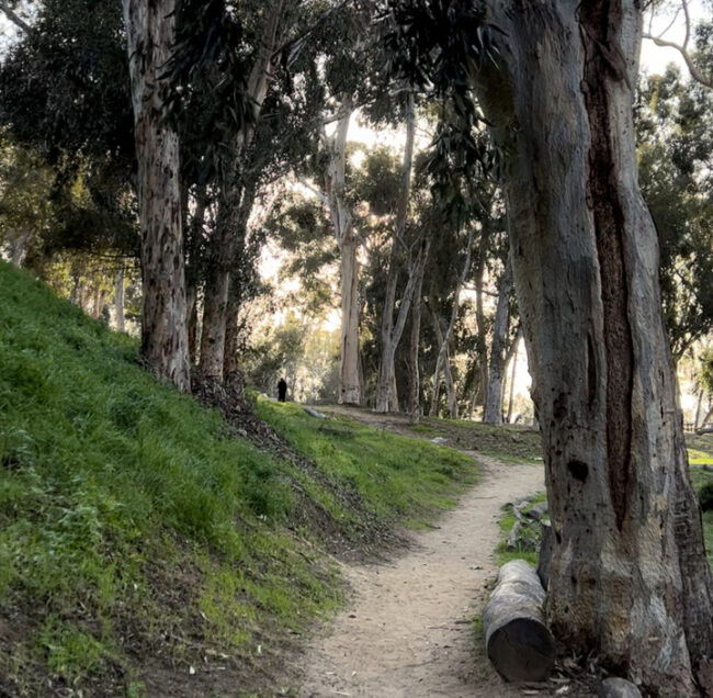 Hosp Grove Park hiking in Carlsbad