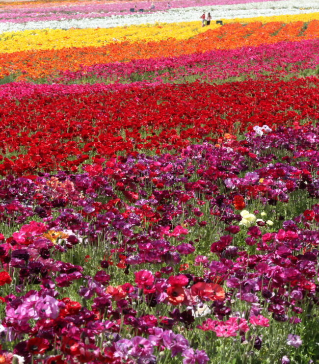 The Flower Fields at Carlsbad Ranch